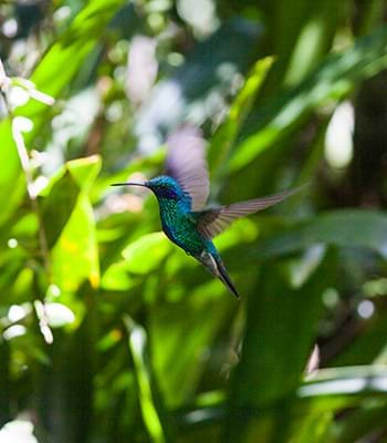 Observación de colibríes en su hábitat natural cerca al Museo de Leymebamba